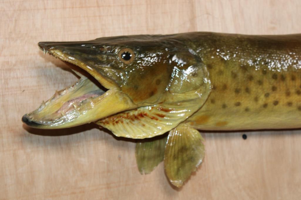 *Real Skin* MUSKIE or MUSKELLUNGE Fish Mount - 2