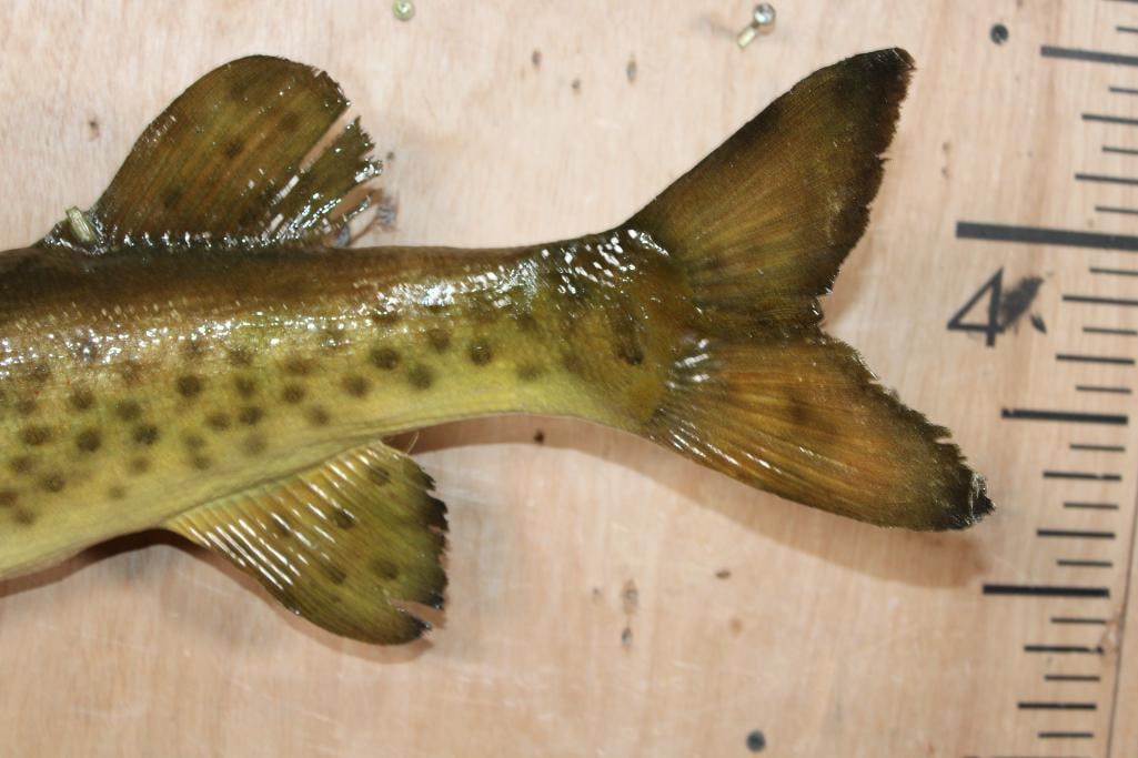 *Real Skin* MUSKIE or MUSKELLUNGE Fish Mount - 4