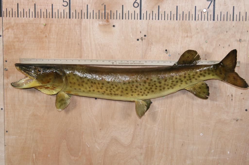 *Real Skin* MUSKIE or MUSKELLUNGE Fish Mount - 5