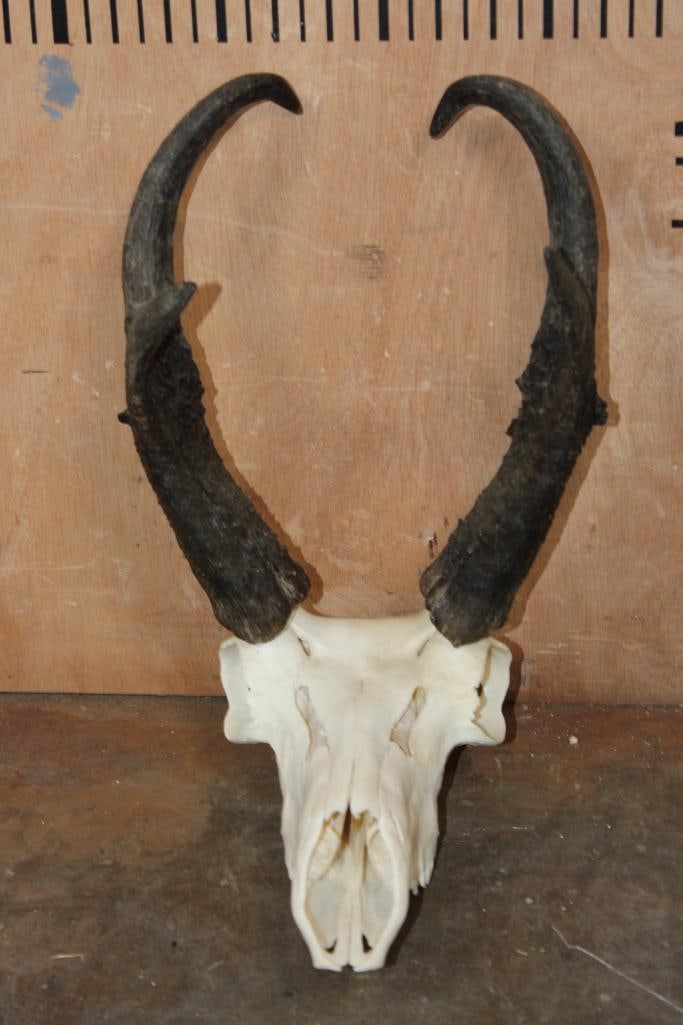 PRONGHORN Skull: Nice and Clean PRONGHORN Skull. It has All its Teeth, two are chipped. TAXIDERMY SKULLS 