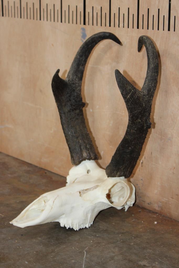 PRONGHORN Skull - 2