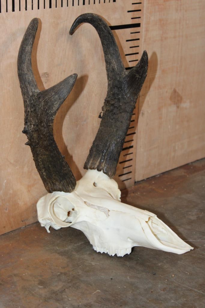 PRONGHORN Skull - 3