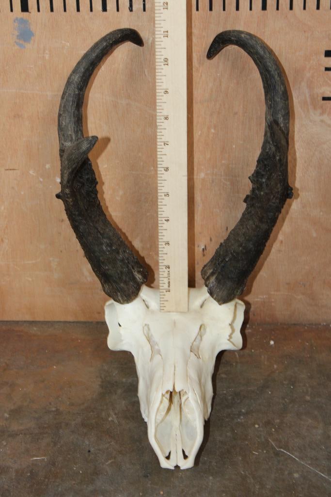 PRONGHORN Skull - 4