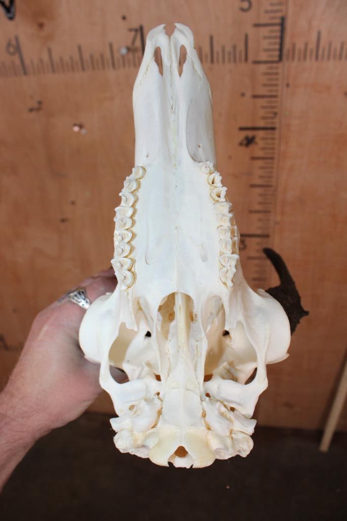 PRONGHORN Skull - 5