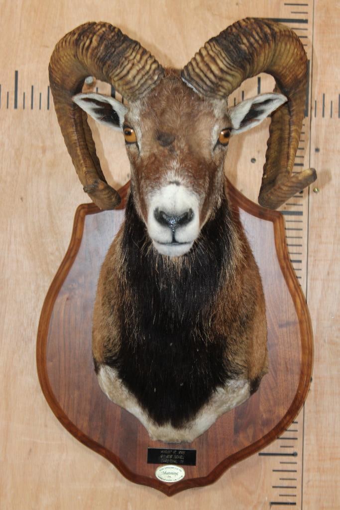 CORSICAN SHEEP Ram Shoulder Mount on a Wood Plaque: CORSICAN SHEEP Ram Shoulder Mount on a Wood Plaque. The Left Horn measures 27.5" Long and the Right Horn measures 26" Long. It was Taken "August 17, 1995" in Christoval, Texas and is in Good