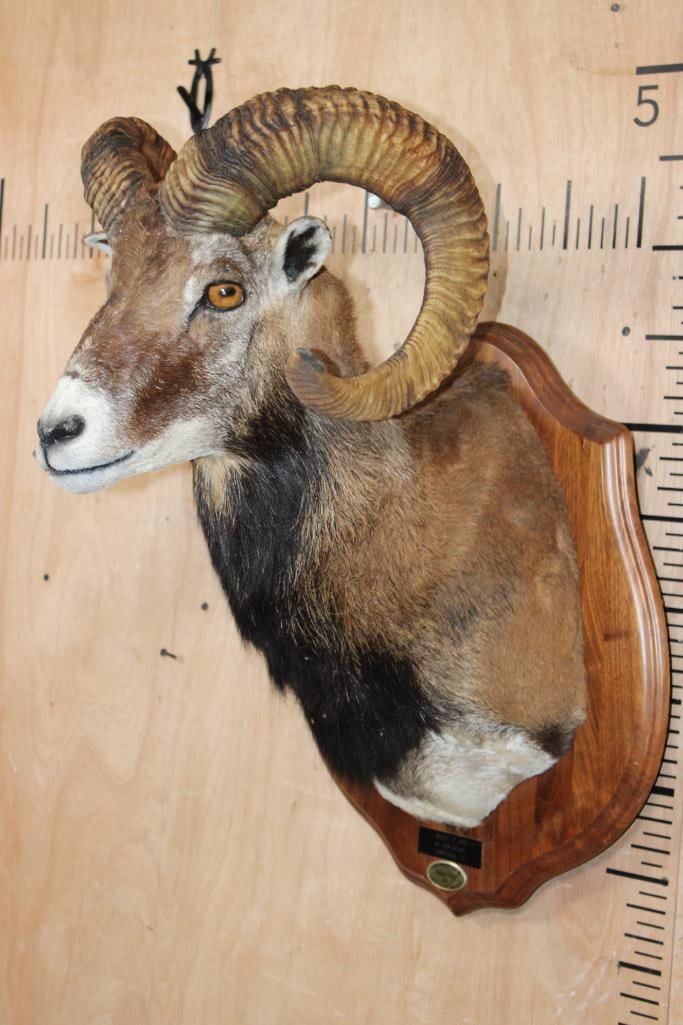 CORSICAN SHEEP Ram Shoulder Mount on a Wood Plaque - 2