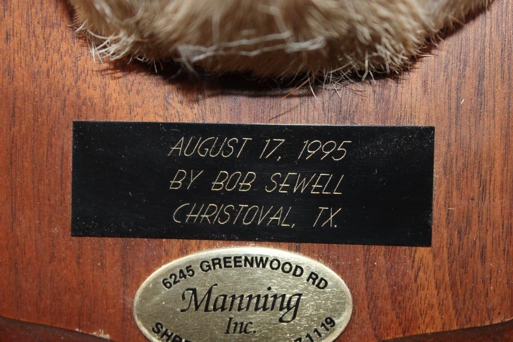 CORSICAN SHEEP Ram Shoulder Mount on a Wood Plaque - 5