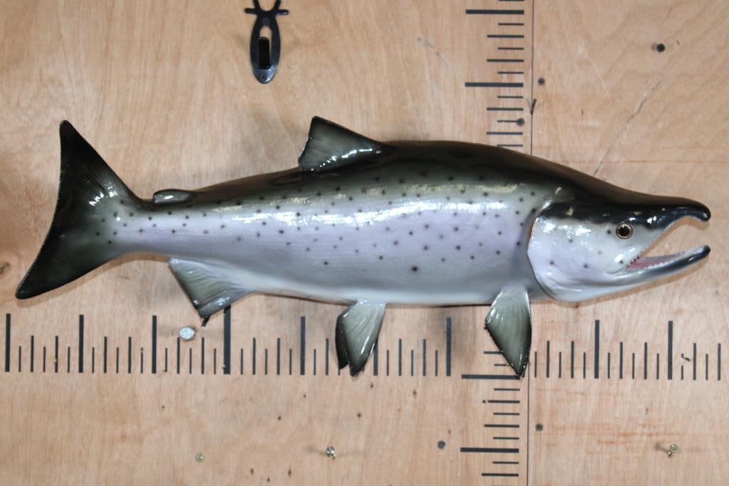 Reproduction COHO SALMON Fish Mount: Reproduction COHO SALMON Fish Mount. It measures 26" Long and is in Good Condition. The Coho Salmon are anadromous fish found along the Pacific coast from Alaska to California, as well as in the
