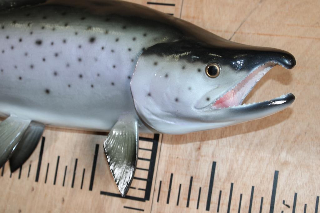 Reproduction COHO SALMON Fish Mount - 2