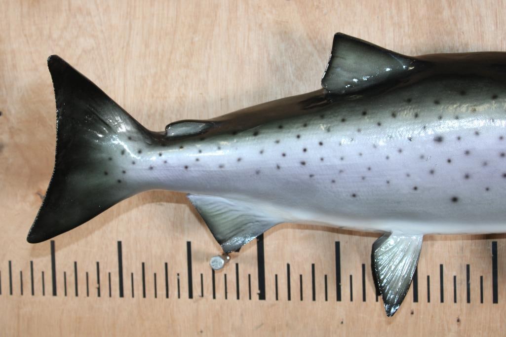 Reproduction COHO SALMON Fish Mount - 3