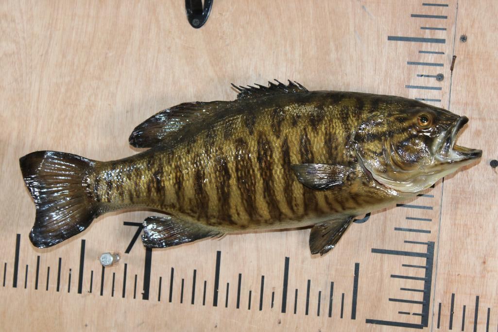 *Real Skin* SMALL MOUTH BASS Fish Mount: *Real Skin* SMALL MOUTH BASS Fish Mount. The Bass measures 18.5" Long. This is an older mount in Good Condition. TAXIDERMY FISH 