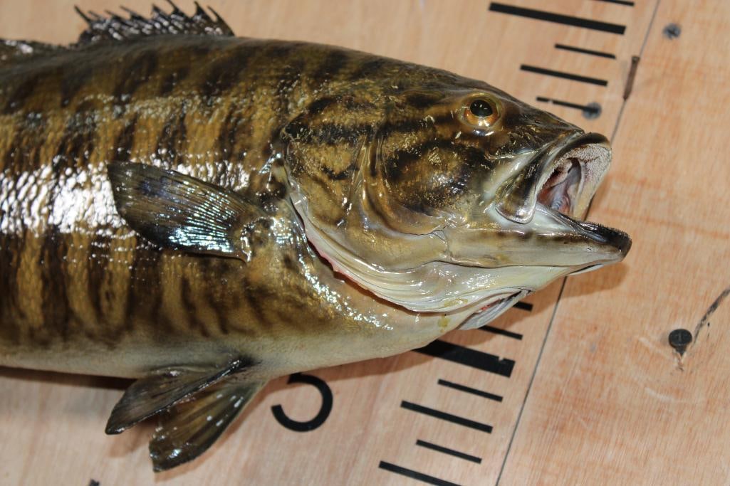 *Real Skin* SMALL MOUTH BASS Fish Mount - 2