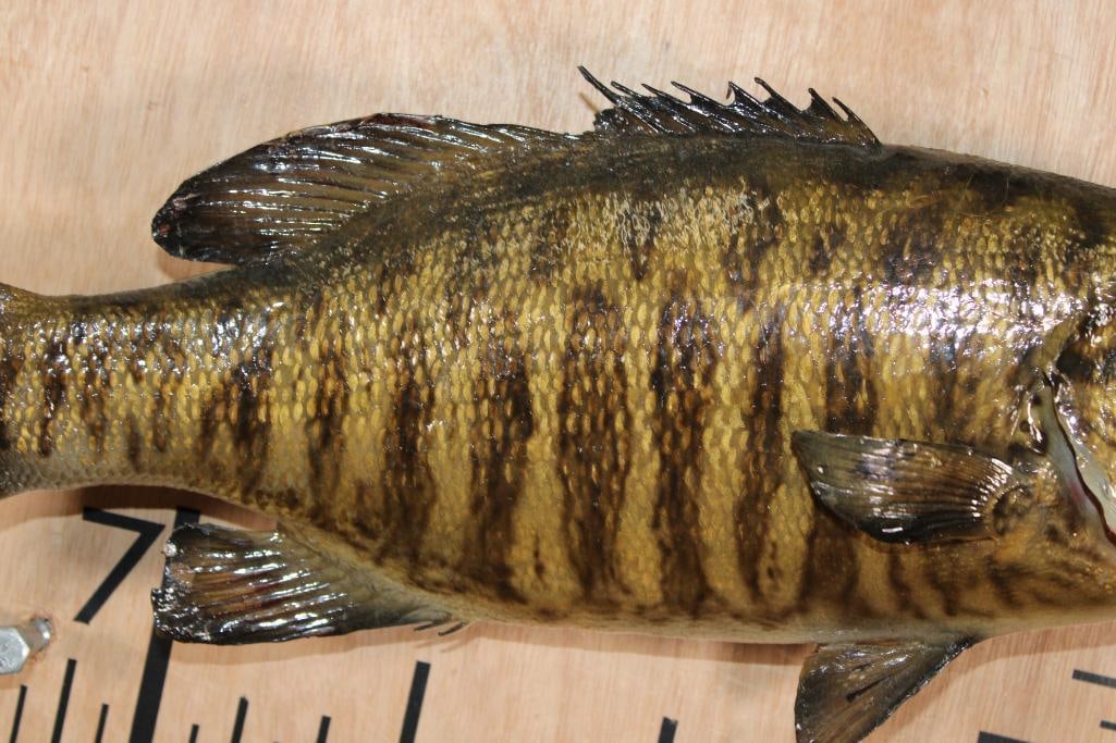 *Real Skin* SMALL MOUTH BASS Fish Mount - 3