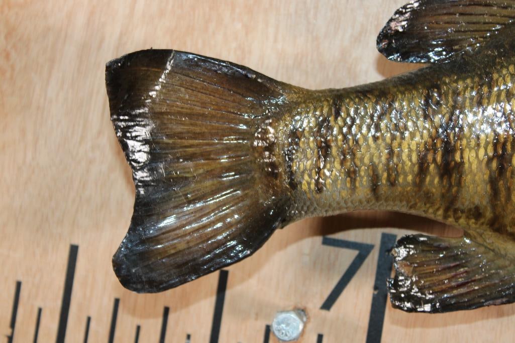 *Real Skin* SMALL MOUTH BASS Fish Mount - 4