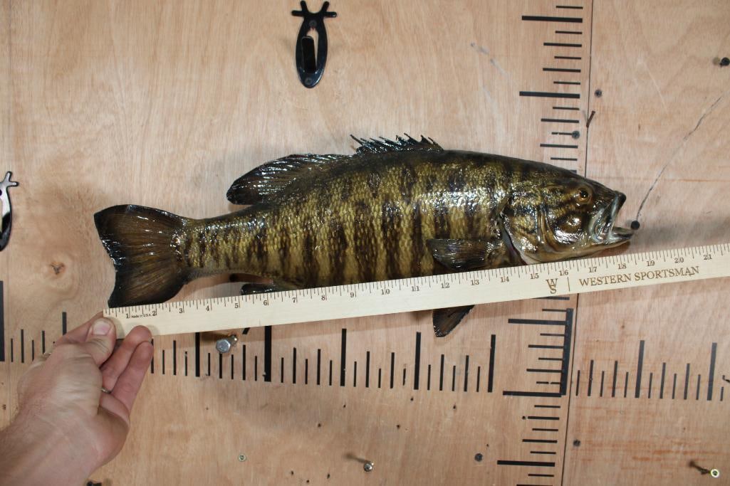 *Real Skin* SMALL MOUTH BASS Fish Mount - 5