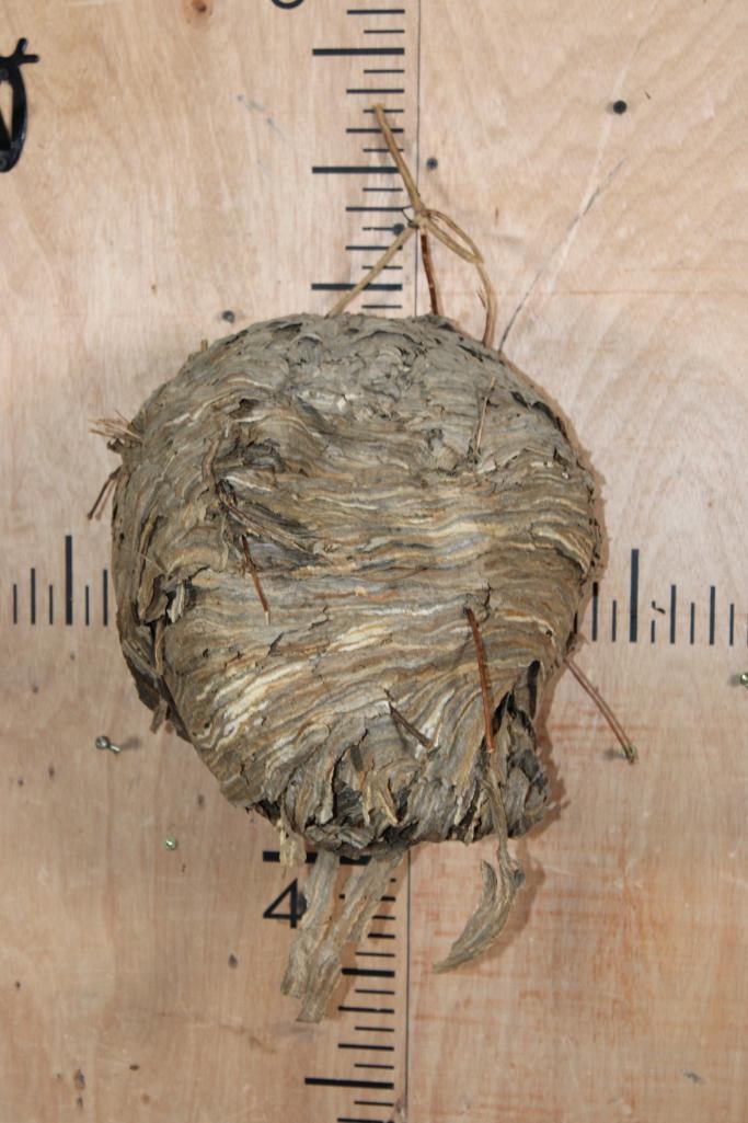 Big *Real* BALD-FACED HORNET Nest: Big *Real* BALD-FACED HORNET Nest. It measures 17" Tall x 12" Wide x 11" Depth. It would look great on a Bear Mount! TAXIDERMY ACCESSORIES 