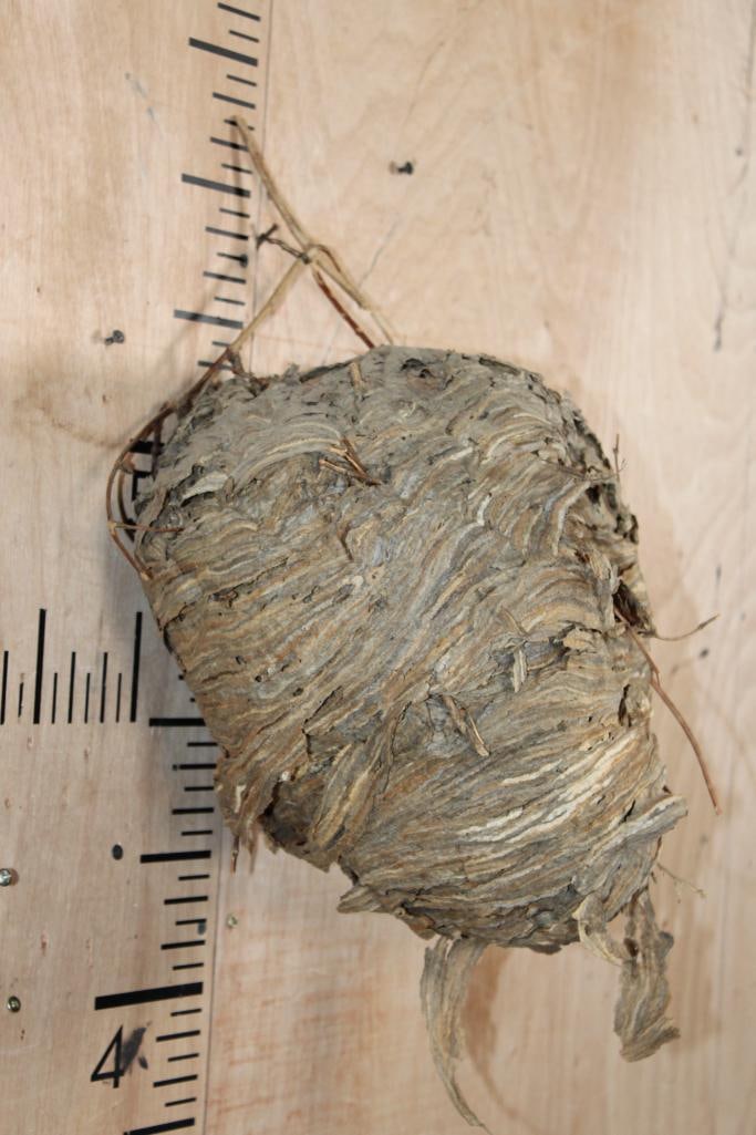 Big *Real* BALD-FACED HORNET Nest - 2