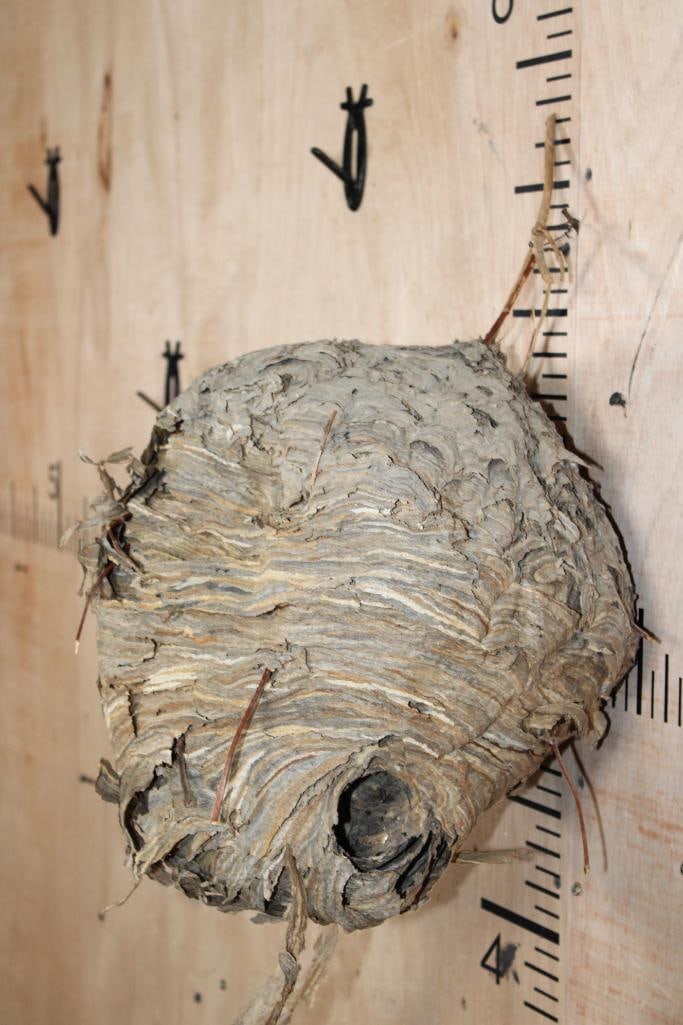 Big *Real* BALD-FACED HORNET Nest - 3