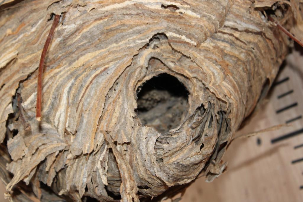Big *Real* BALD-FACED HORNET Nest - 4