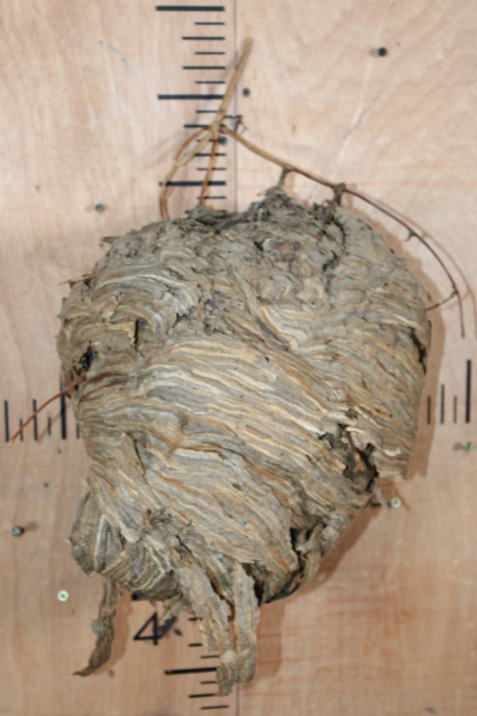 Big *Real* BALD-FACED HORNET Nest - 5