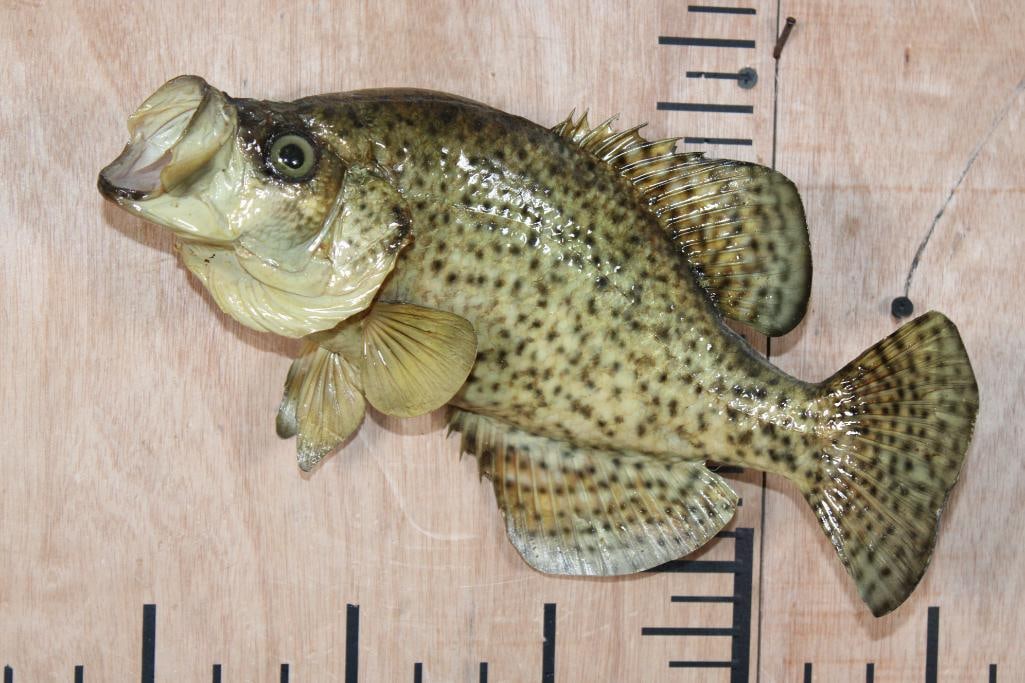 *Real Skin* CRAPPIE Fish Mount: *Real Skin* CRAPPIE Fish Mount. It measures 12.5" Long. There is very minor fin damage, otherwise it is in Good Condition. TAXIDERMY FISH 