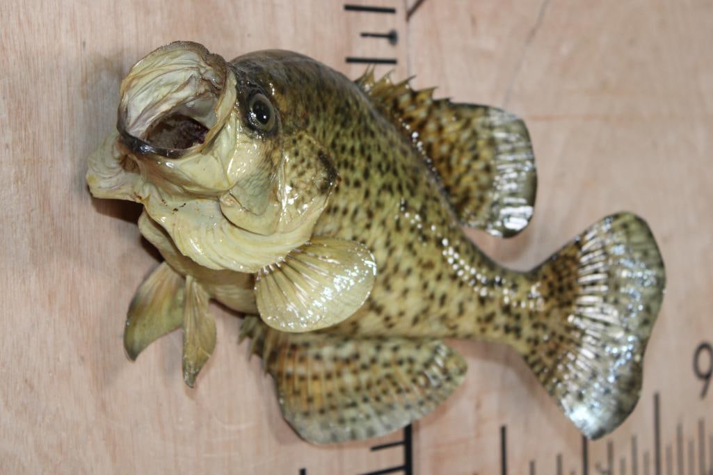 *Real Skin* CRAPPIE Fish Mount - 2