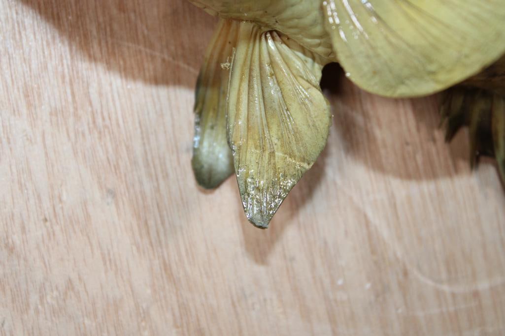 *Real Skin* CRAPPIE Fish Mount - 3