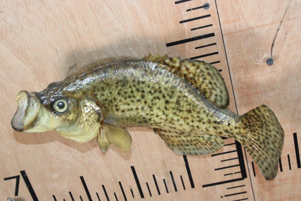 *Real Skin* CRAPPIE Fish Mount - 4