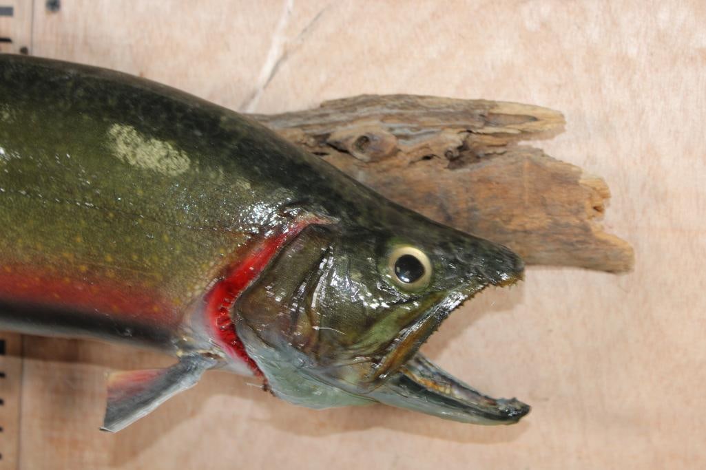 *Real Skin* RAINBOW TROUT on a Driftwood Base - 2