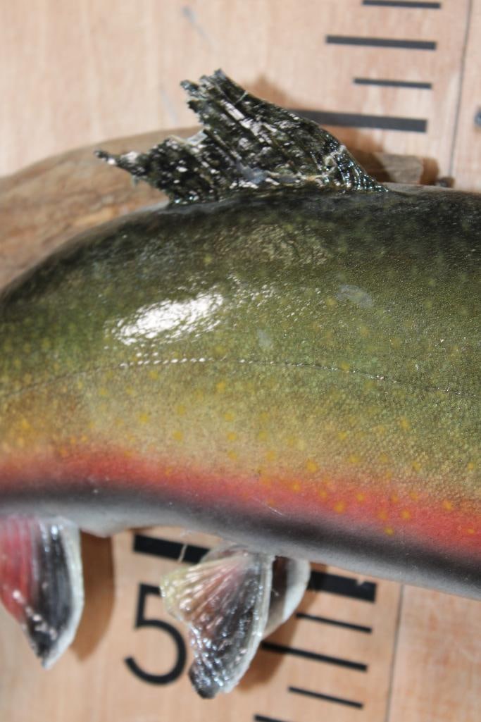 *Real Skin* RAINBOW TROUT on a Driftwood Base - 3