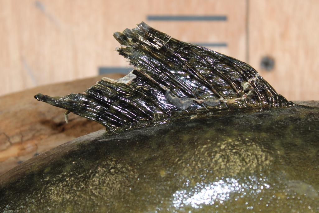 *Real Skin* RAINBOW TROUT on a Driftwood Base - 4