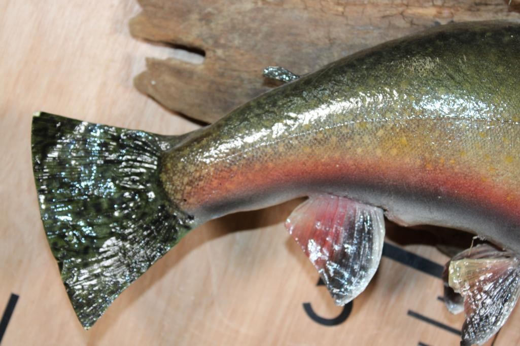 *Real Skin* RAINBOW TROUT on a Driftwood Base - 5