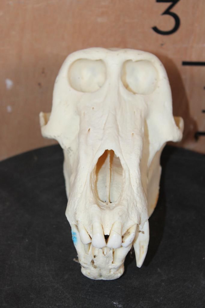 BABOON Skull: BABOON Skull. It measures 9 3/8" Long x 4.75" Wide, it is missing some teeth. TAXIDERMY SKULLS 