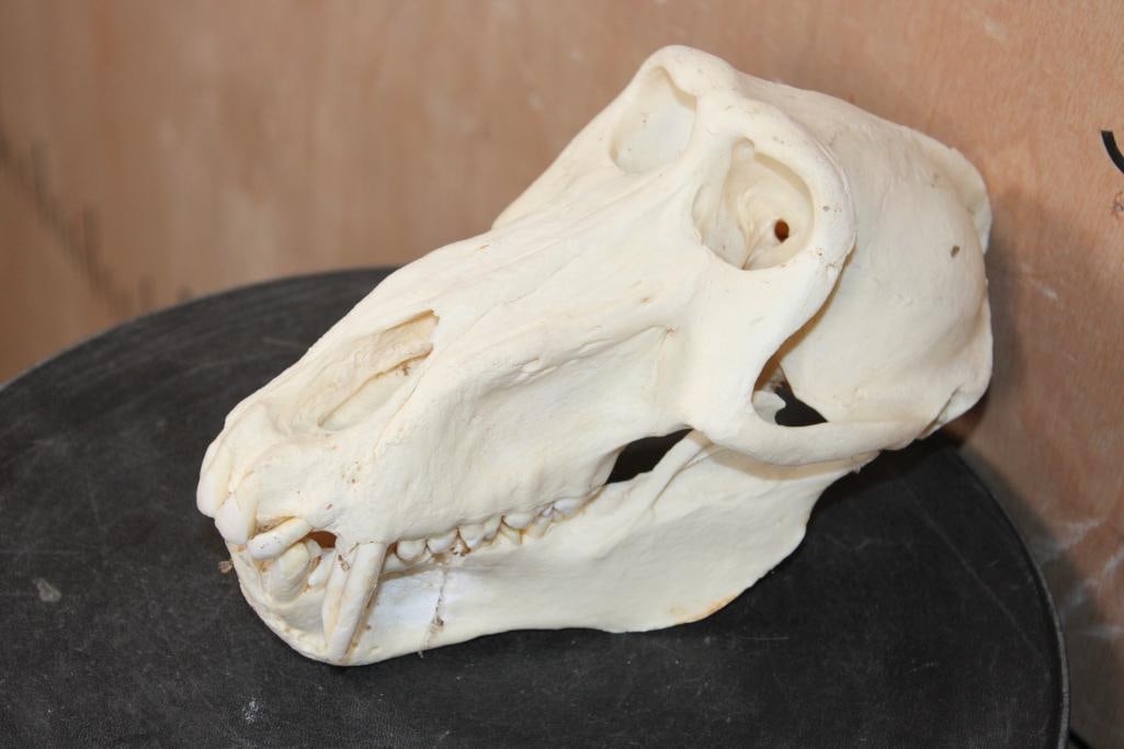 BABOON Skull - 2
