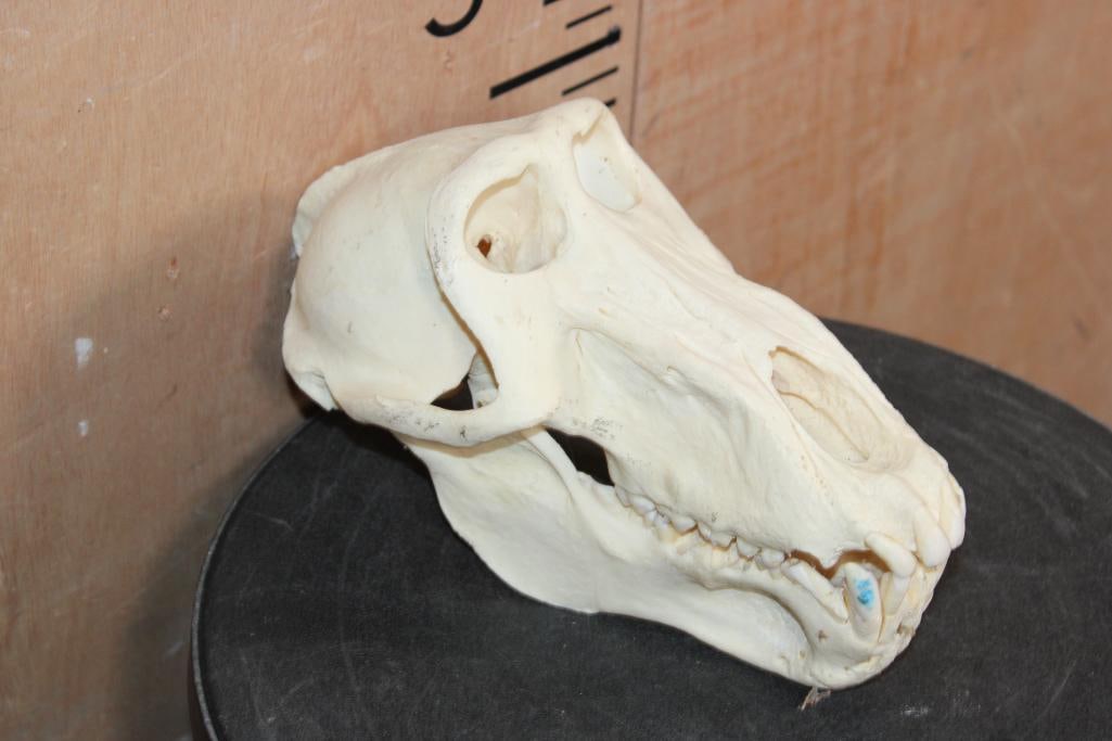 BABOON Skull - 3