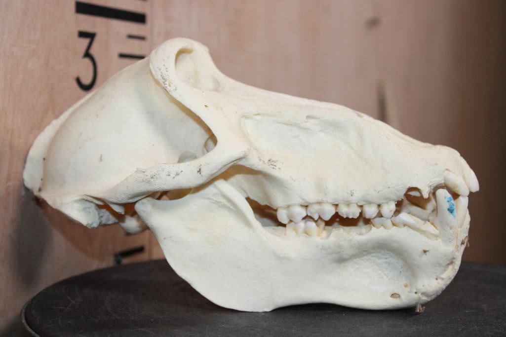 BABOON Skull - 4