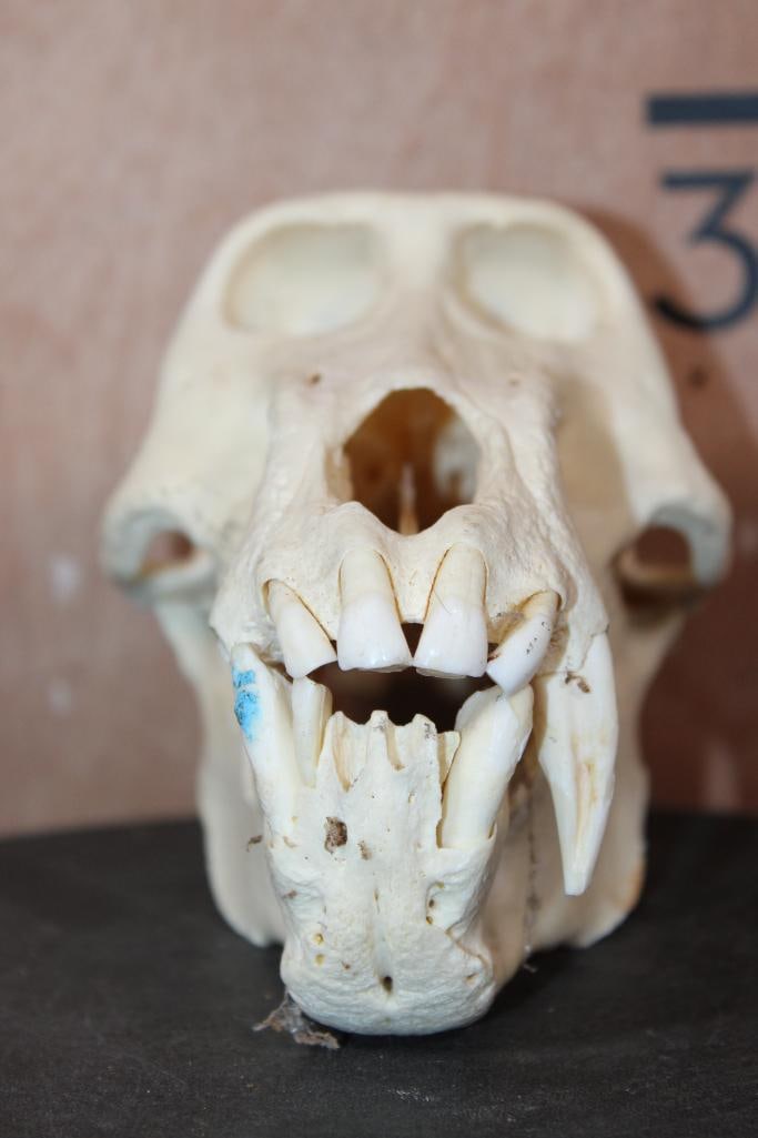 BABOON Skull - 5