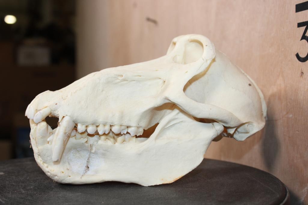 BABOON Skull - 6
