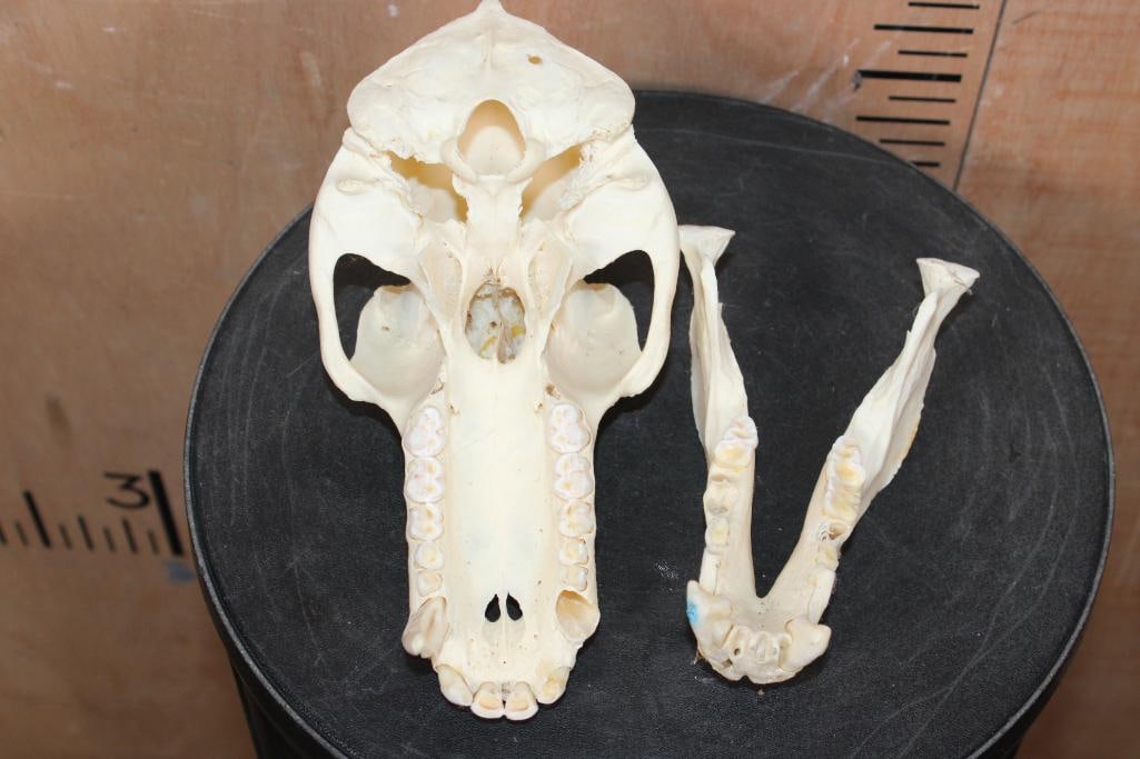 BABOON Skull - 8