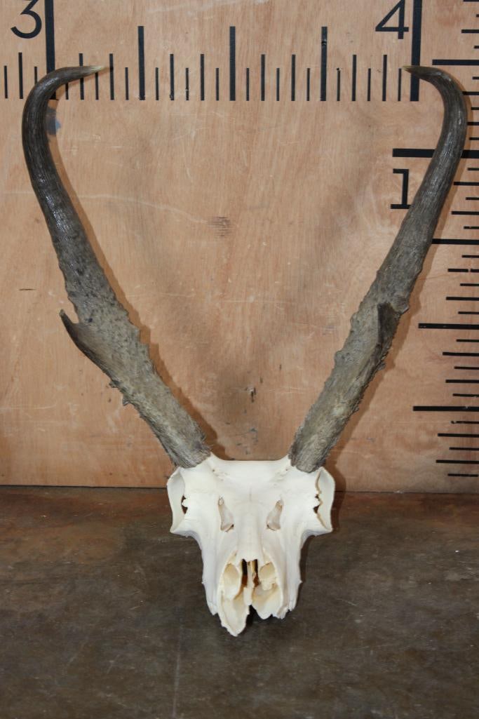 Massive PRONGHORN Skull with Removable Horns (1 of 6)