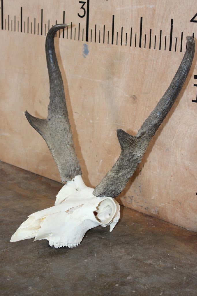 Massive PRONGHORN Skull with Removable Horns - 2