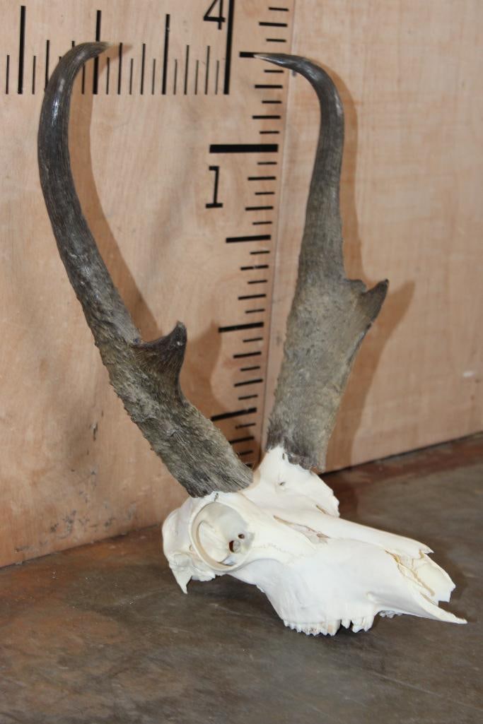 Massive PRONGHORN Skull with Removable Horns - 3