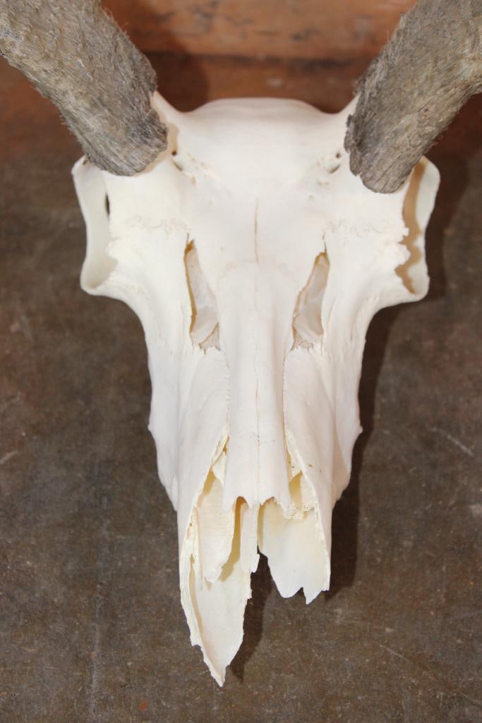 Massive PRONGHORN Skull with Removable Horns - 5