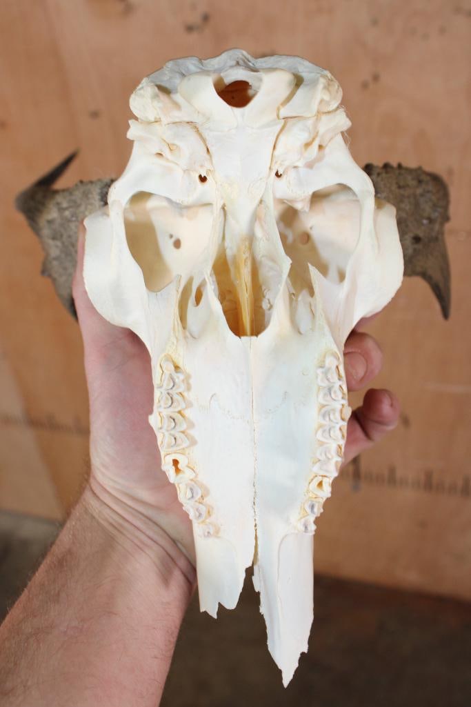 Massive PRONGHORN Skull with Removable Horns - 6