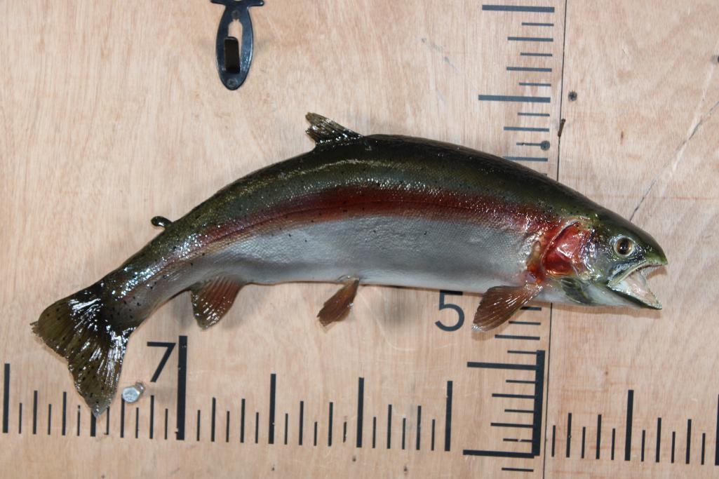 *Real Skin* RAINBOW TROUT Fish Mount: *Real Skin* RAINBOW TROUT Fish Mount. It measures 20" Long and is in Good Condition. TAXIDERMY FISH 