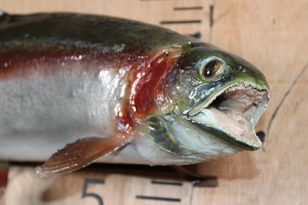 *Real Skin* RAINBOW TROUT Fish Mount - 2