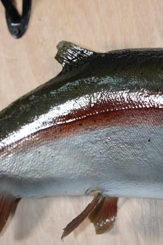 *Real Skin* RAINBOW TROUT Fish Mount - 3
