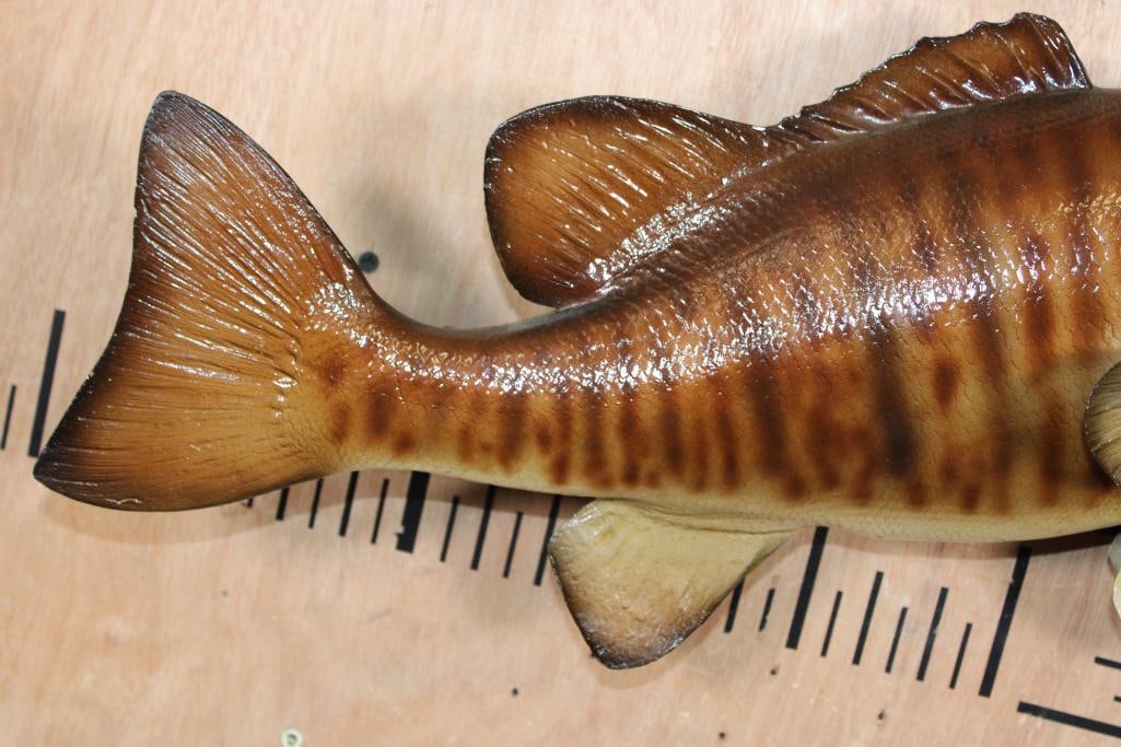 Reproduction SMALL MOUTH BASS Fish Mount - 3