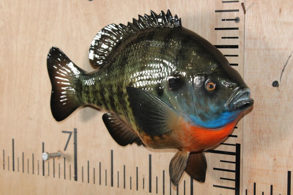 Reproduction BLUEGILL Fish Mount - 2