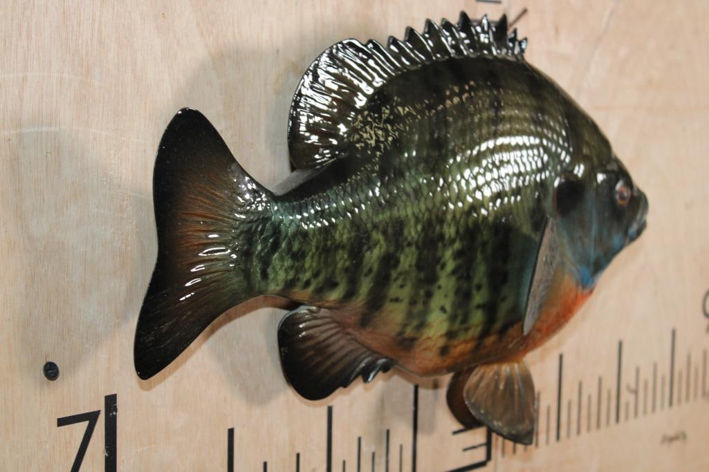 Reproduction BLUEGILL Fish Mount - 3